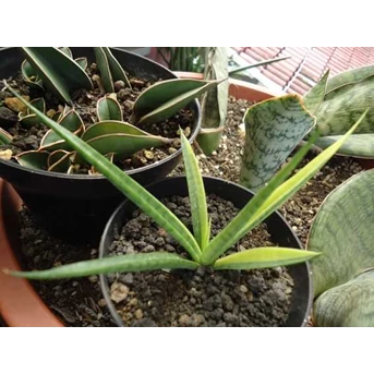 sansevieria grasilis lokal, var