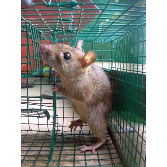 Pengendalian Tikus ( Rodent Control)