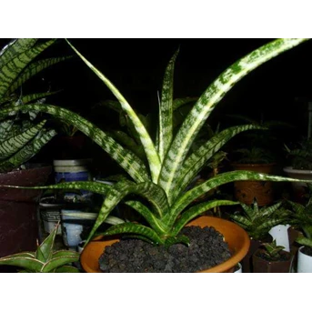 fernwood var