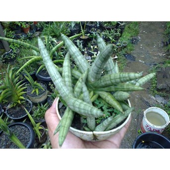 Boncel anak 3