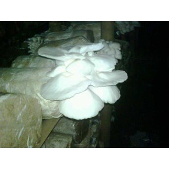 Jamur Tiram