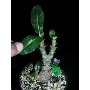 PACHYPODIUM BARONII V WINDSORII( SOLD OUT)