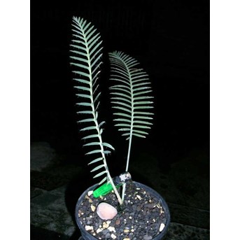DIOON MEROLAE 1( SOLD OUT)