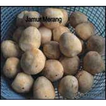 JAMUR MERANG