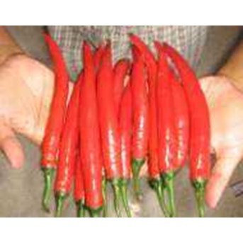 CABAI MERAH TW