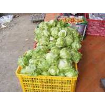 LETUCE HEAD