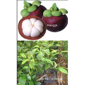 Bibit Manggis