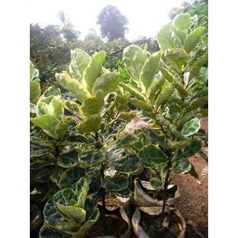 Ficus lyrata variegata ( Biola cantik) 2