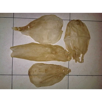 gelembung ikan