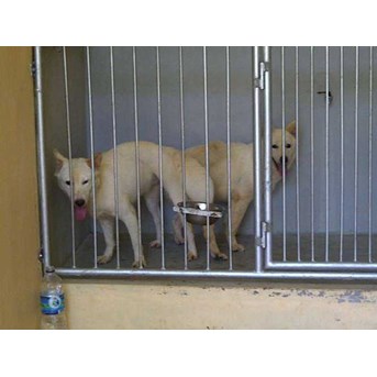 Anjing Kintamani kawin dikandang