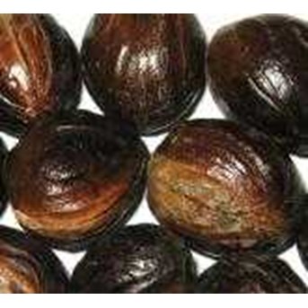 NUTMEG WITH SHELL