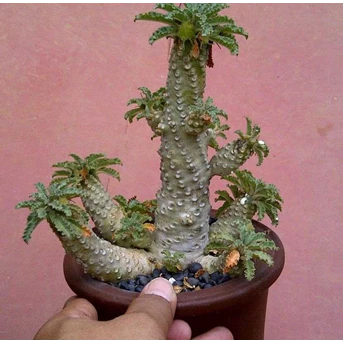 DORSTENIA LAVRANI ( SOLD OUT)