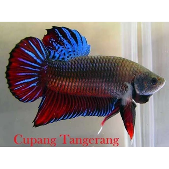 ikan cupang aduan