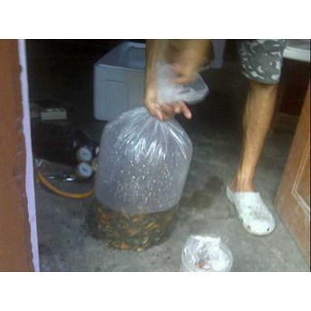 Bibit ikan air tawar