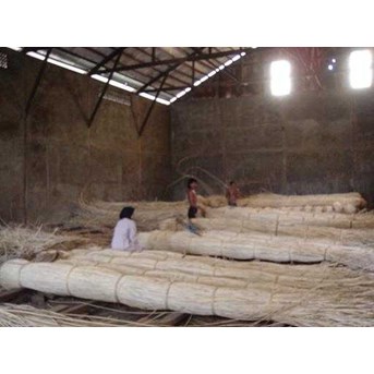 rotan sega