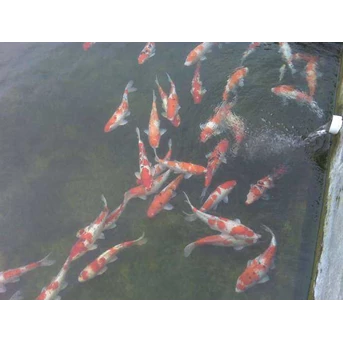 Ikan koi