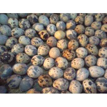 Telur puyuh fresh Omega 3