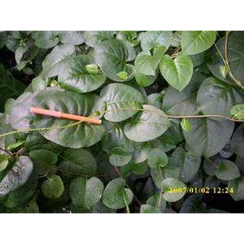 Anredera cordifolia ( Ten.) Steenis ~ Heartleaf madeiravine ~ madeira vine ~ Teng san chi * * SMS= + 6281326220589 * * SMS= + 6281901389117 * * BudimanBagus@ rocketmail.com
