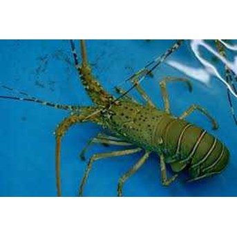Lobster laut hidup dan beku