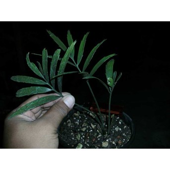 E.gratus seedling( SOLD)