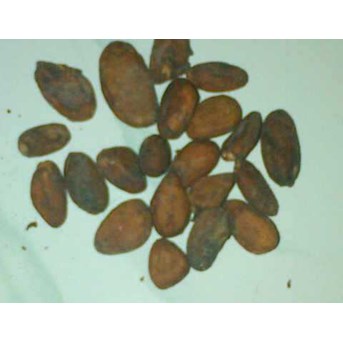 coklat