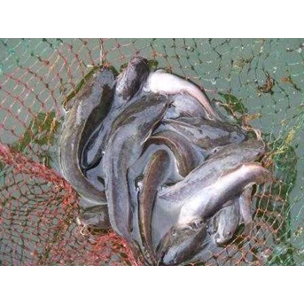 UKM Budidaya Ikan Lele
