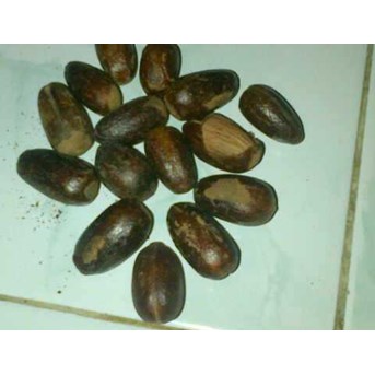 pala lonjong cangkang