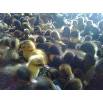 DOD BEBEK HIBRIDA