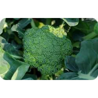 Brokoli Segar
