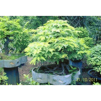 Bonsai Asam Gurita