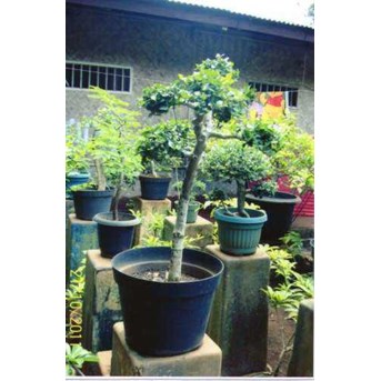 Bonsai Kiserit 4