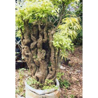 Bonsai Anting Putri 2