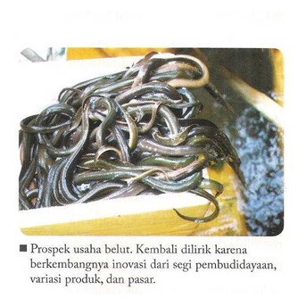 Belut