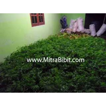 [ Jual ] Bibit Mindi, Benih Mindi, Biji Mindi