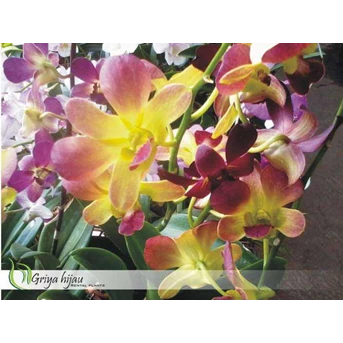 Anggrek dendrobium