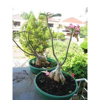 pot tanaman kembang warna-warni cerah-1