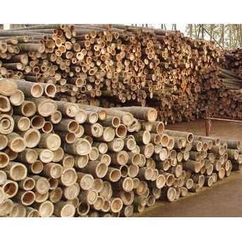 BAMBU