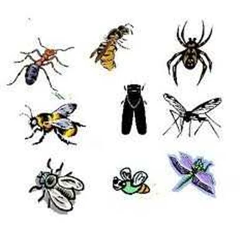 Pest Control ( Pengendalian Serangga)