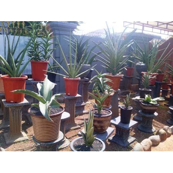 Oma Lien Sansevieria