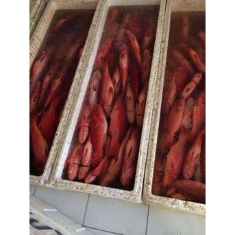 Ikan Kerapu