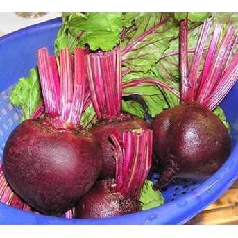 beet merah