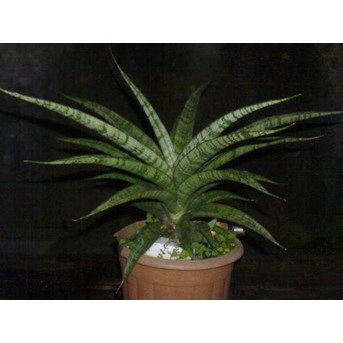 Sansevieria kanlayensis