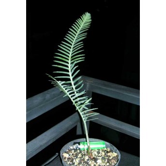 DIOON MEREOLAE