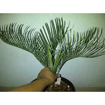 BLUE CYCADS CAIRNSIANA