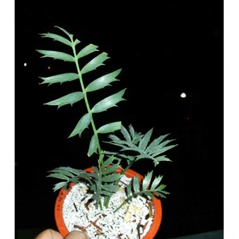 E.HORRIDUS 1 6 DAUN