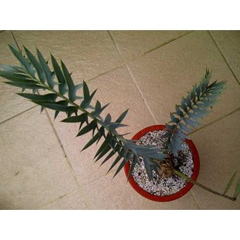 E.HORRIDUS 7 CM