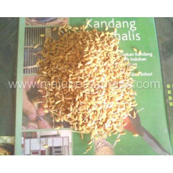 PAKAN BURUNG : PADI BURUNG BERKUALITAS
