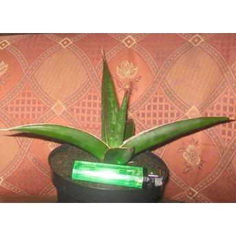 sansevieria doris pfennig anak induk