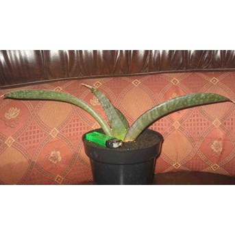 sansevieria super pink