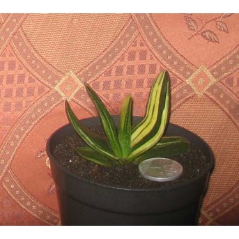 Gasteria Pilansi Variegated